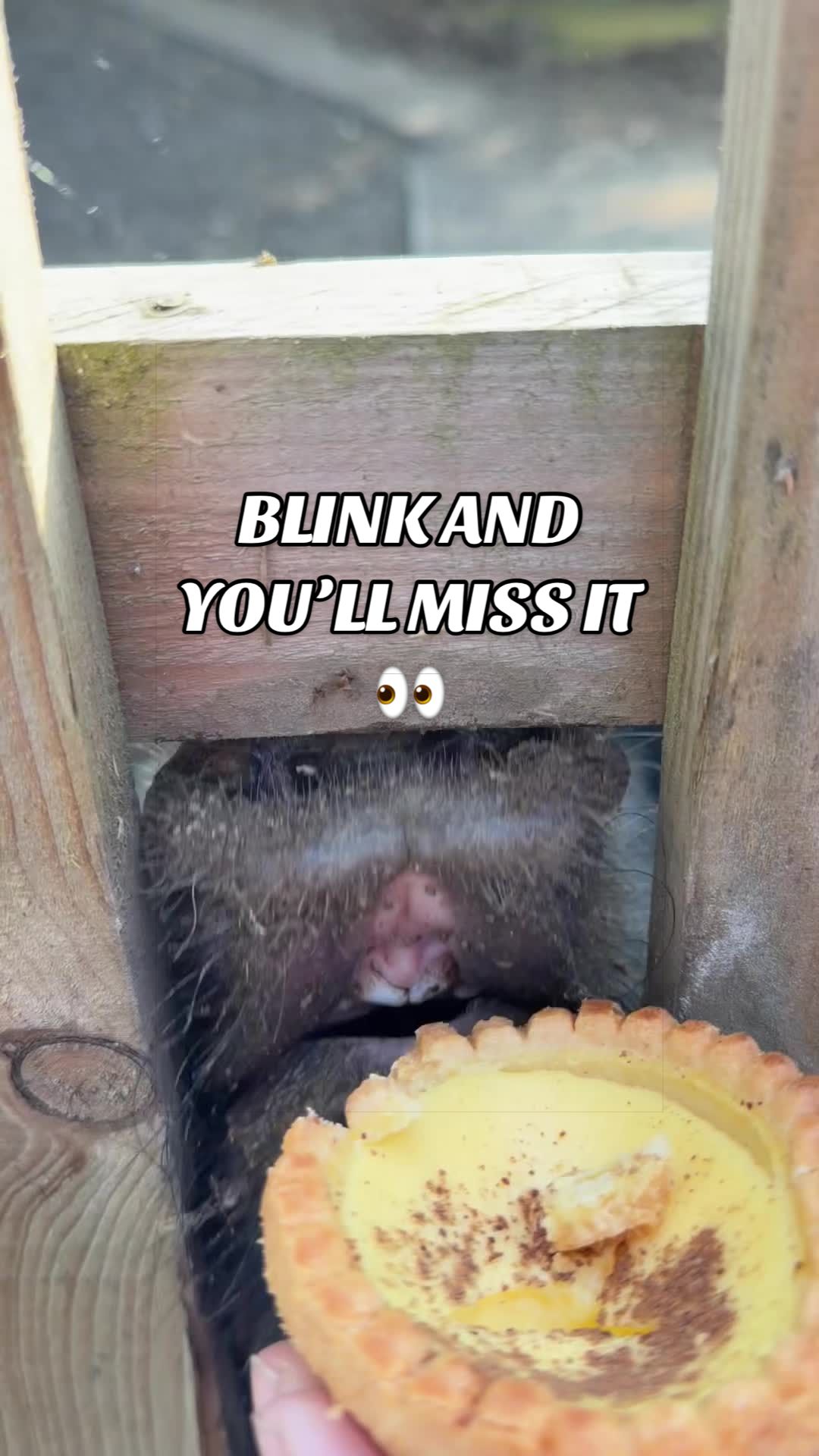 @AhimsaAnimalSanctuaryUK