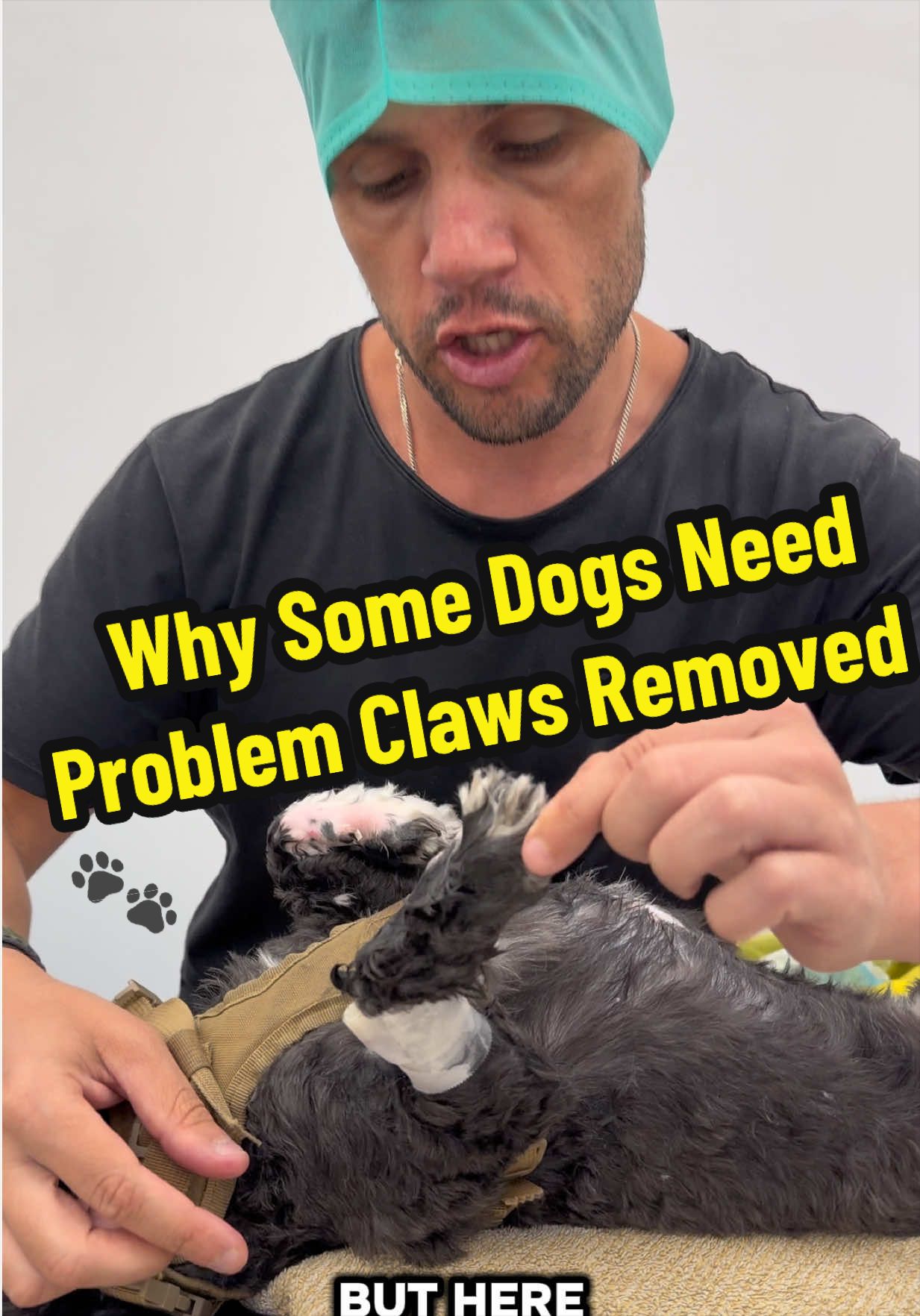 @Tomasthevet