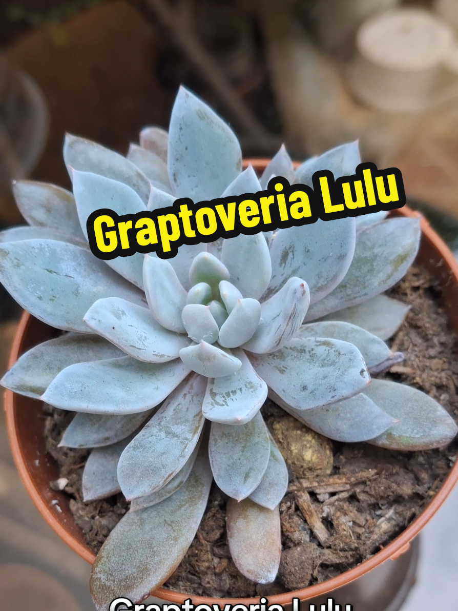 @Succulent_ninja