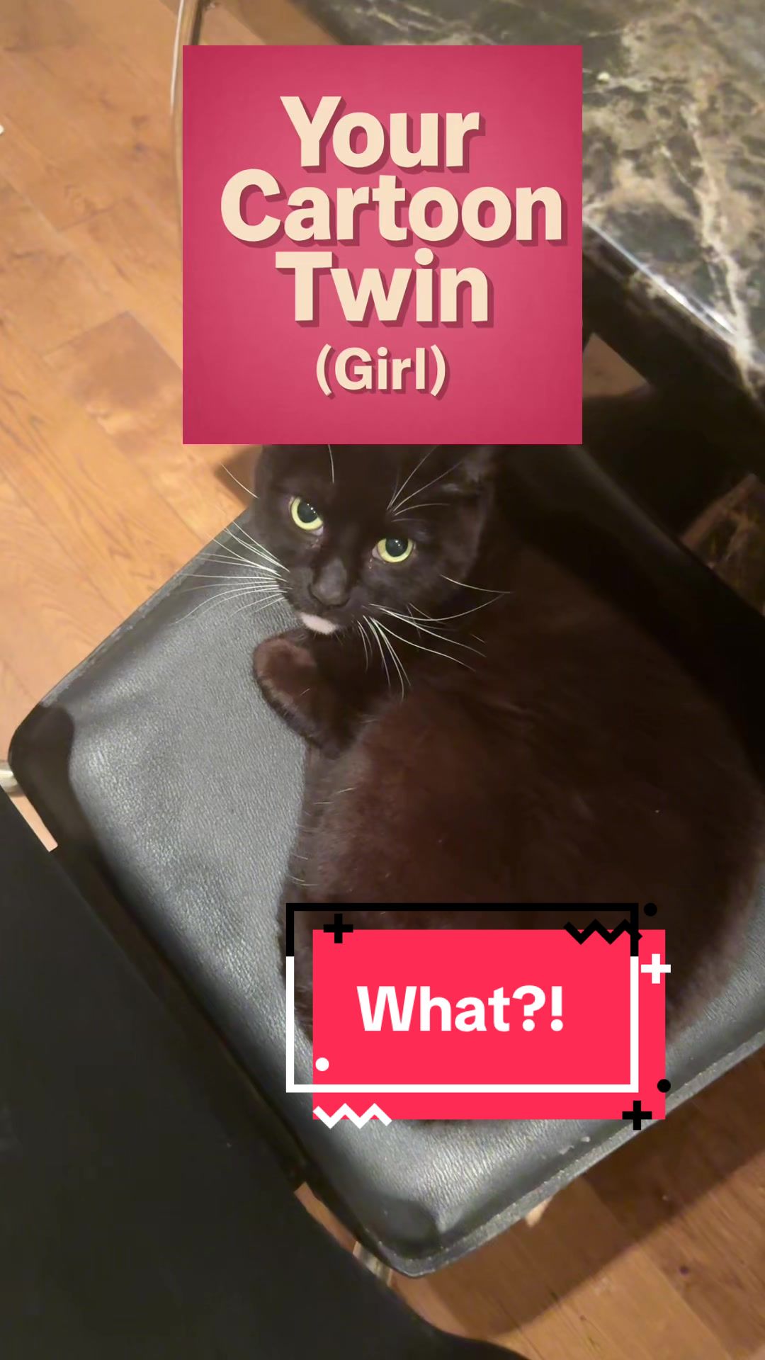 @Miracle Kittens