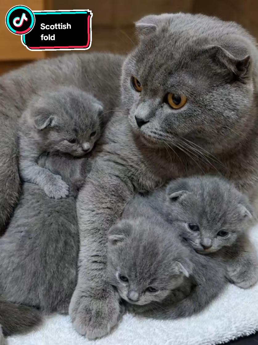 @🐾💕 Ana 💕🐾