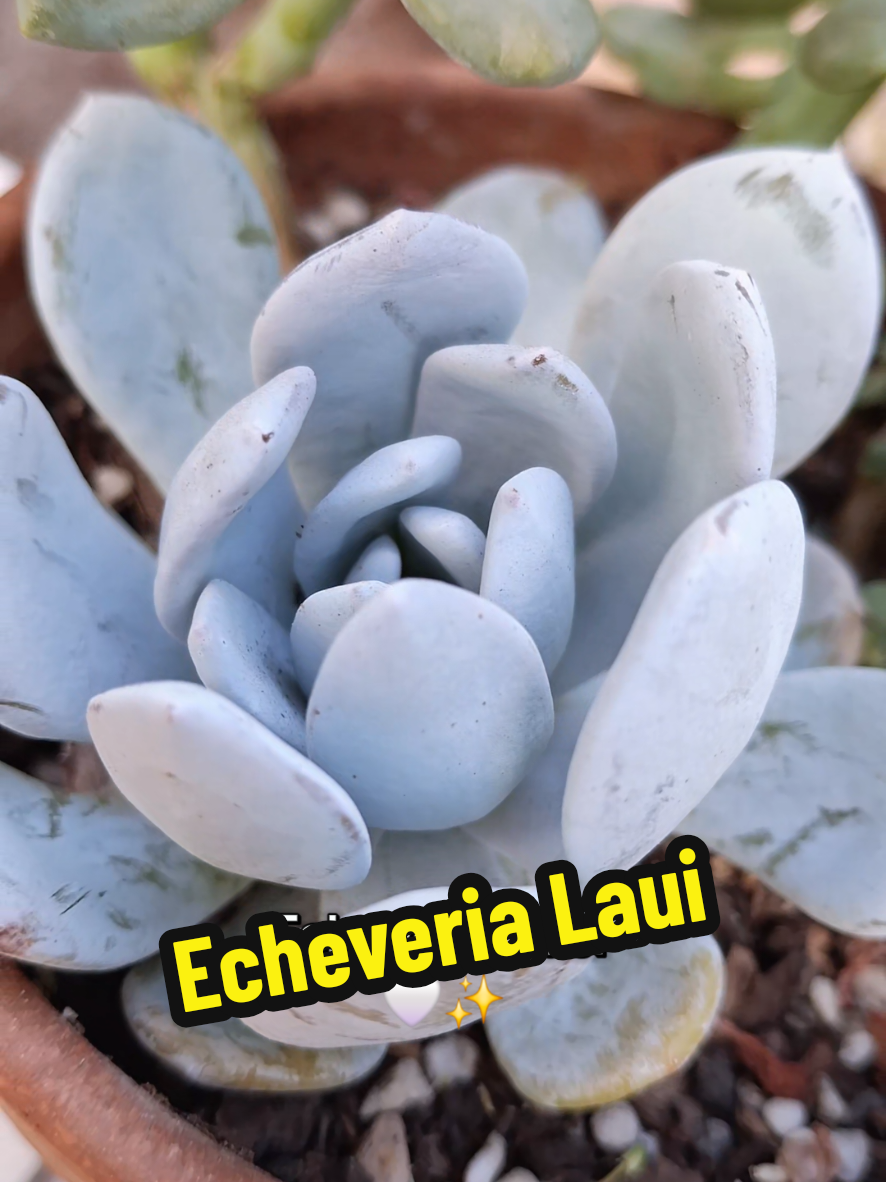 @Succulent_ninja