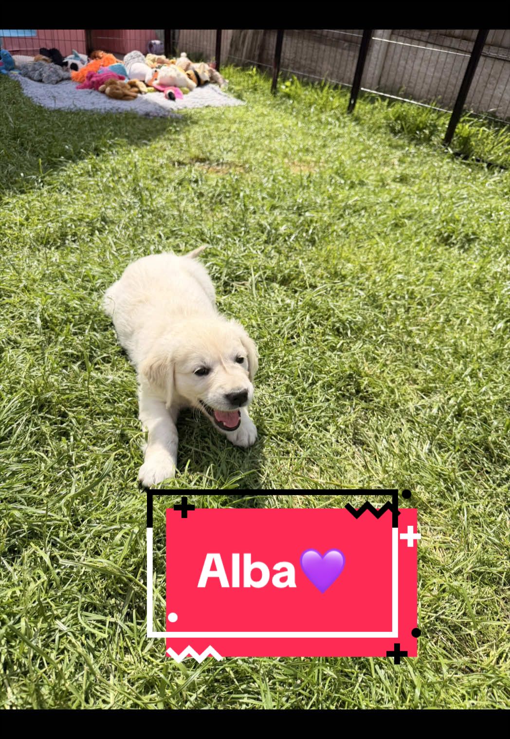 @Ateam Goldens