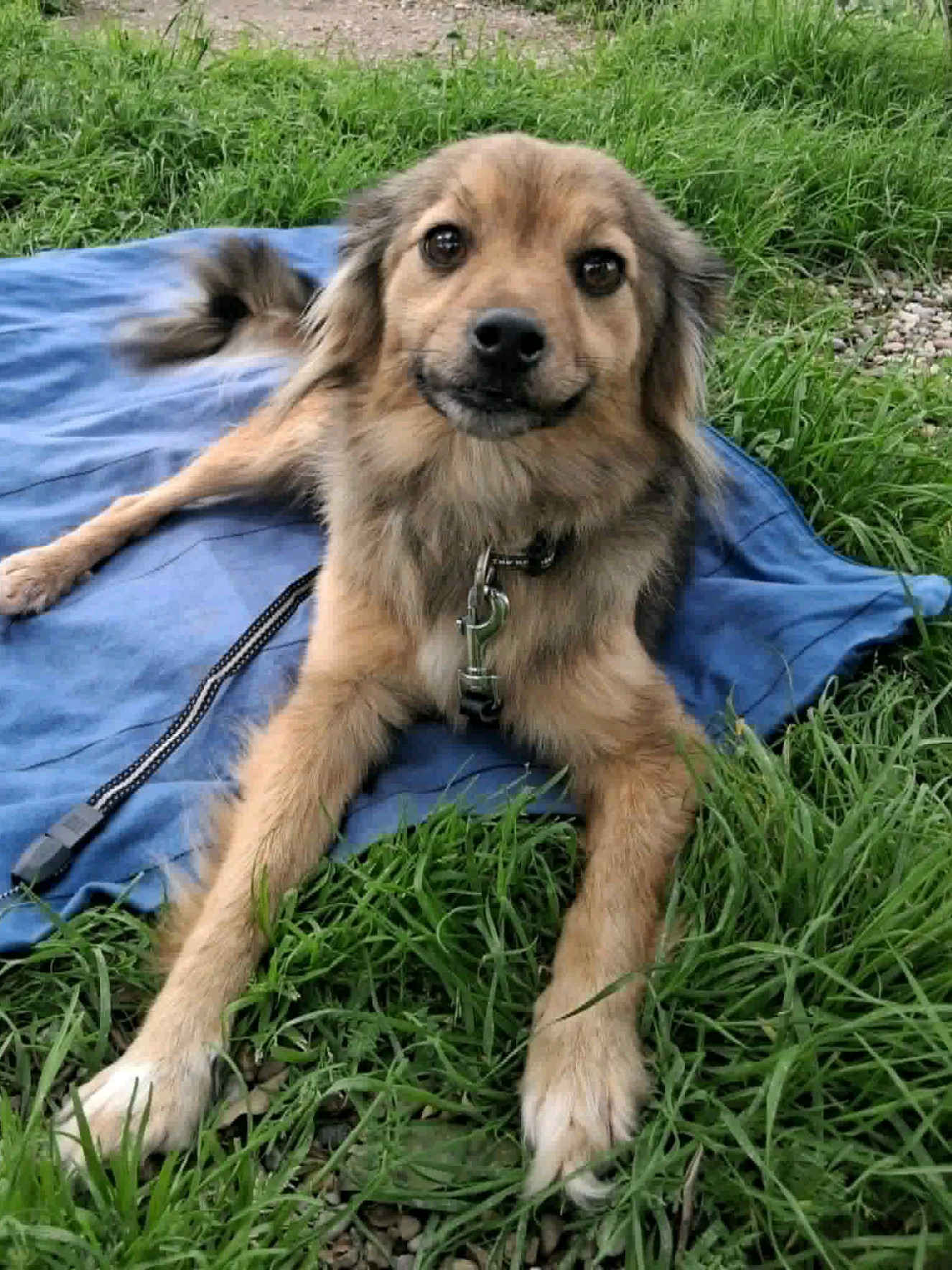 @Greek Animal Rescue