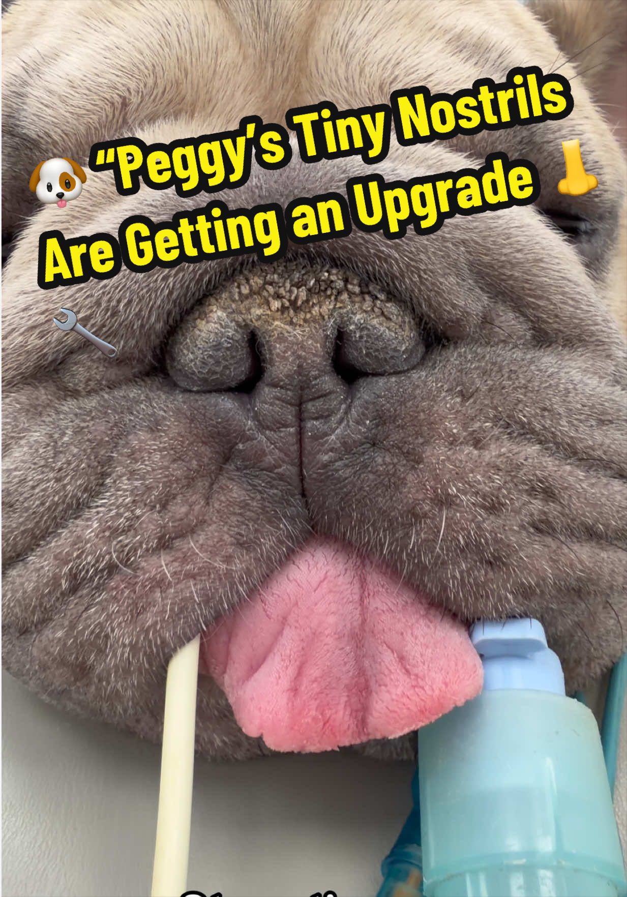 @Tomasthevet