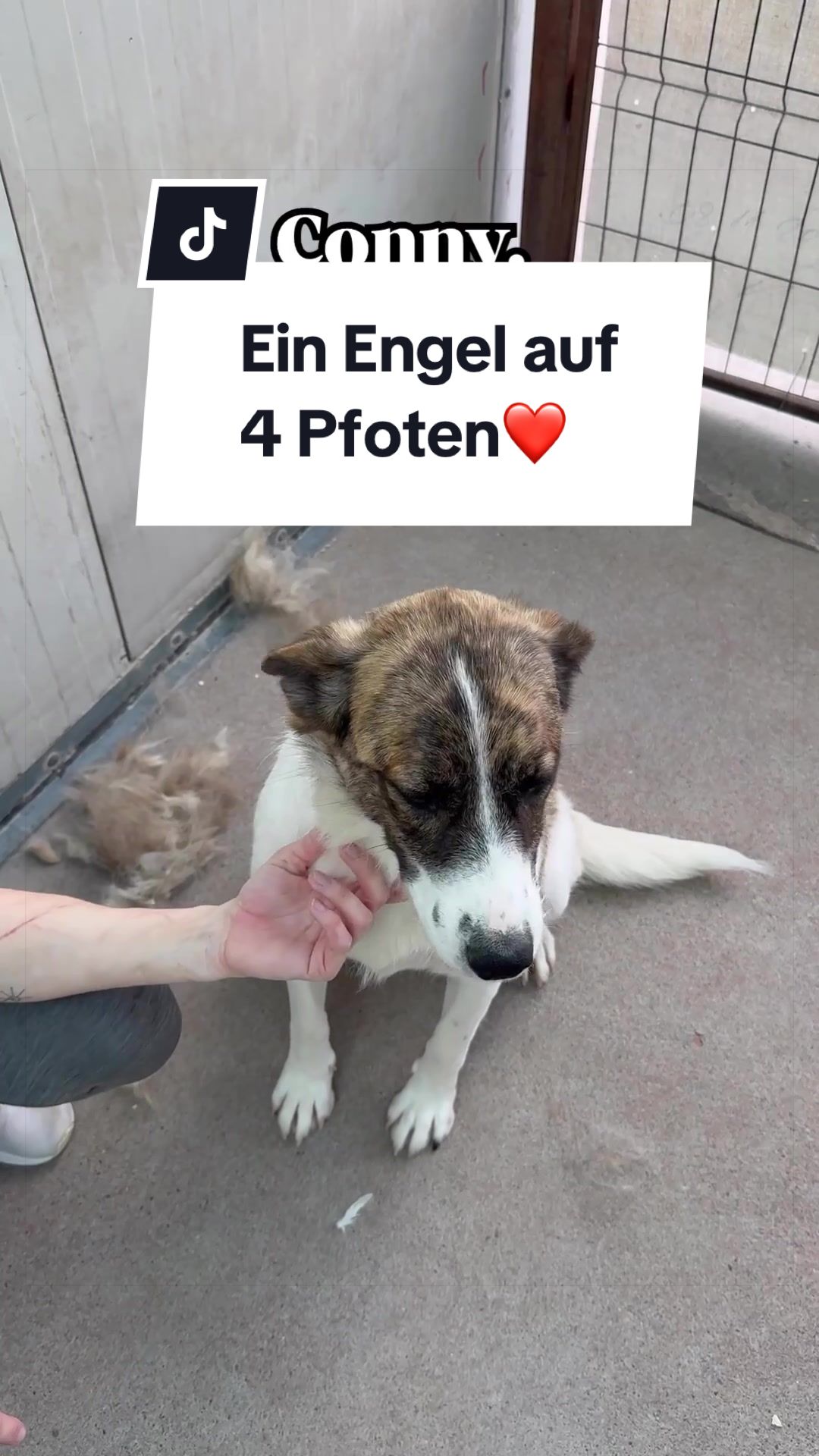 @Ein Herz für Streuner e.V.