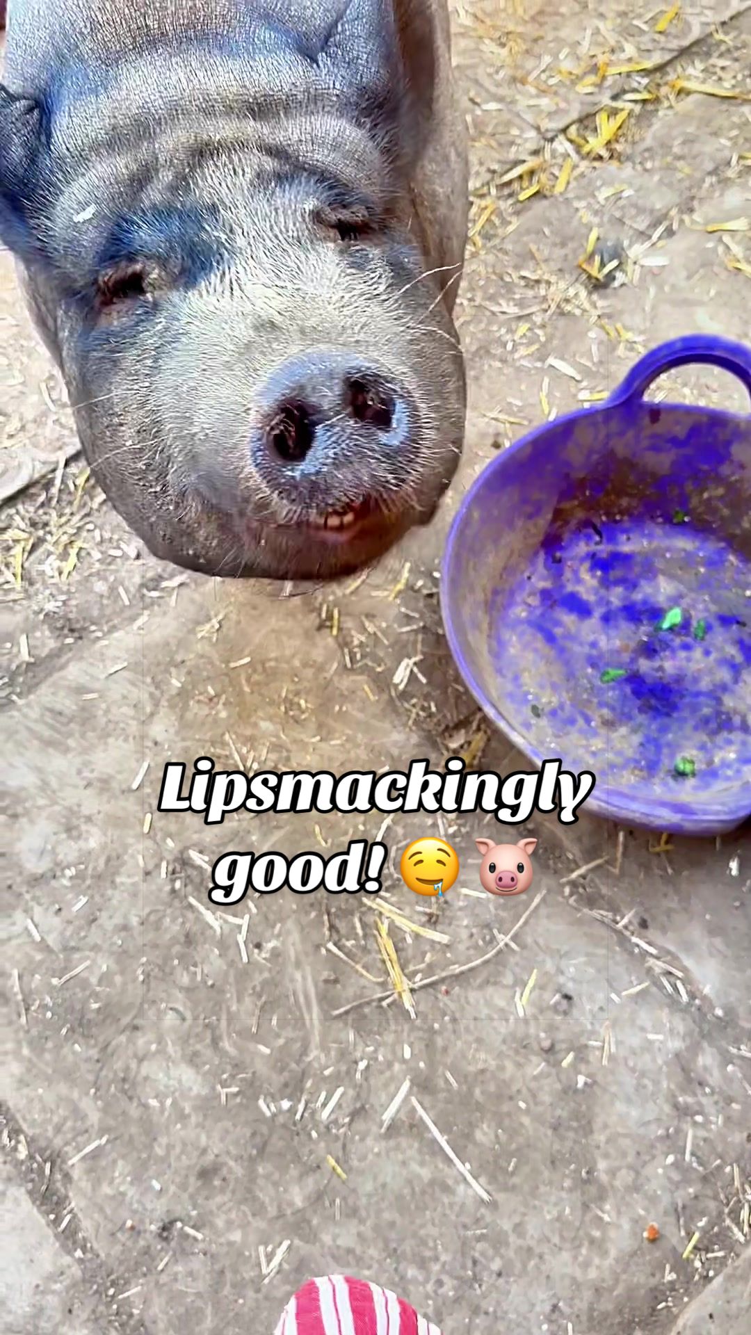 @AhimsaAnimalSanctuaryUK