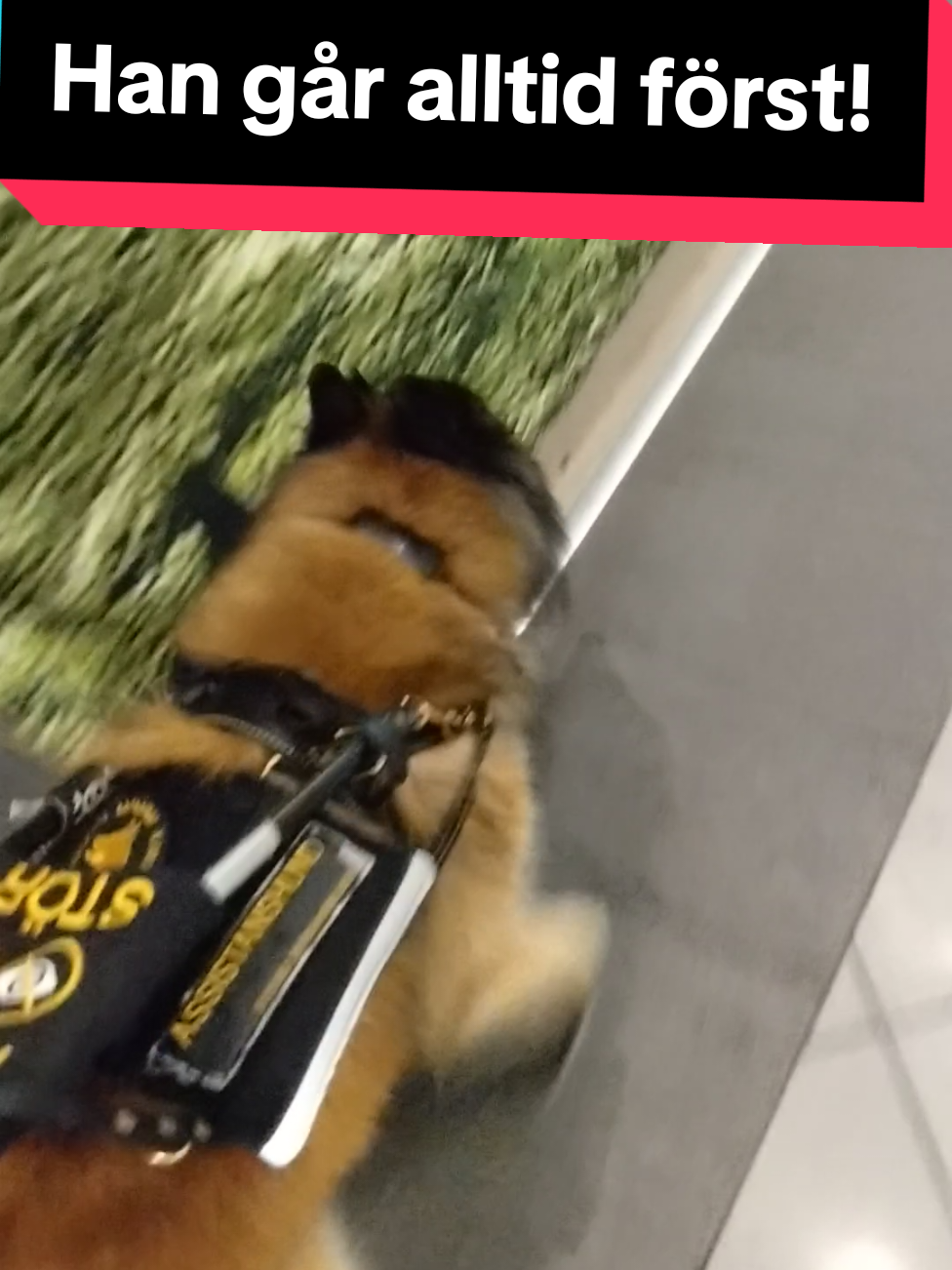 @Fenix-Tervueren AssistanceDog