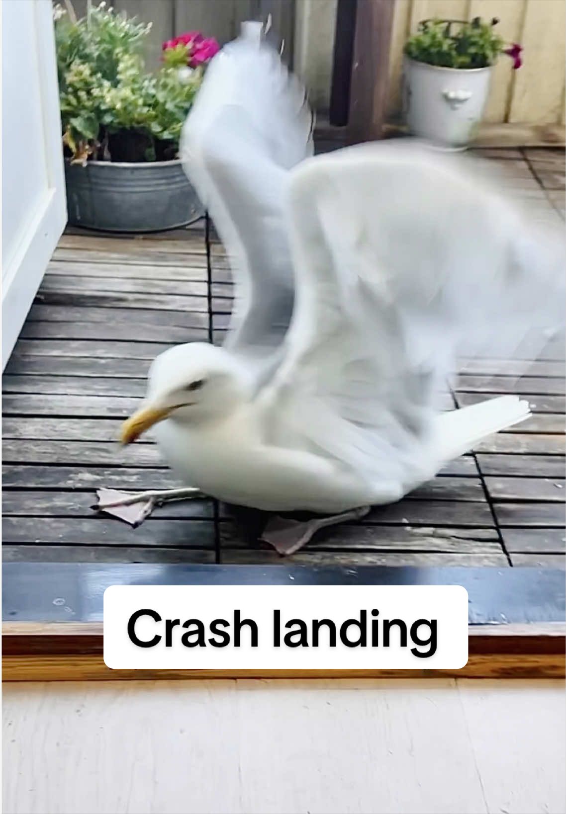 @Winston gull