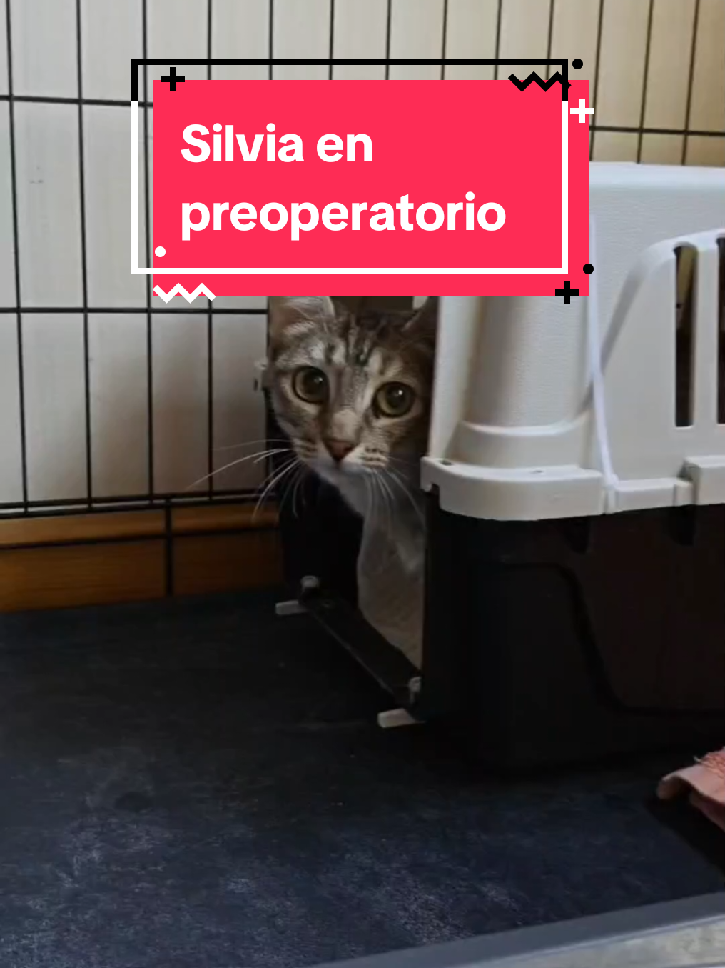 @enGatadas