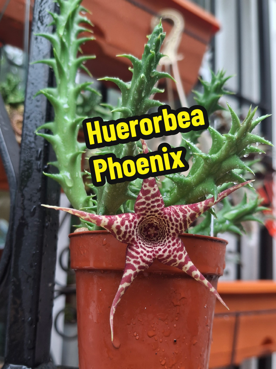 @Succulent_ninja