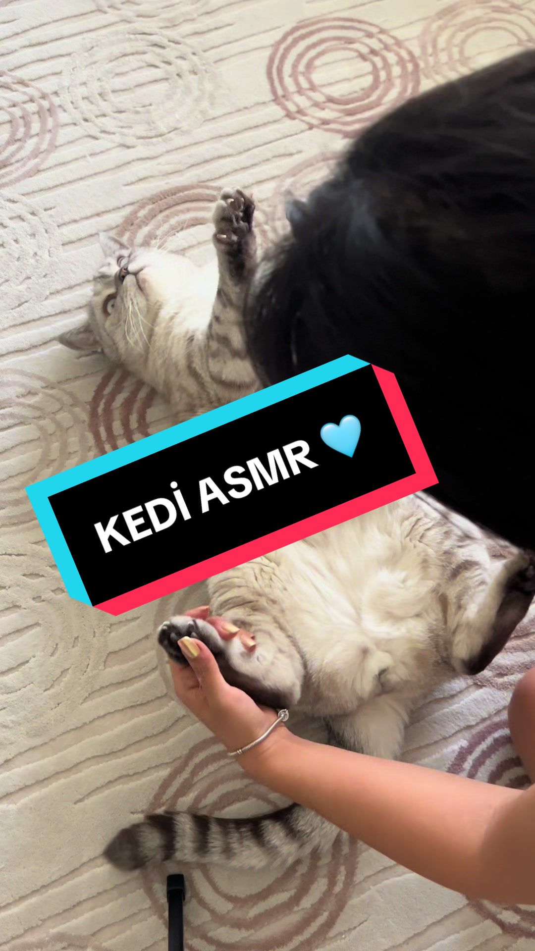 @✨ Simli C&uuml;bbe ✨