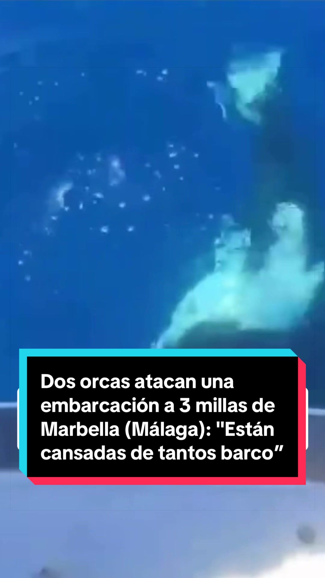 @EL ESPA&Ntilde;OL 🦁