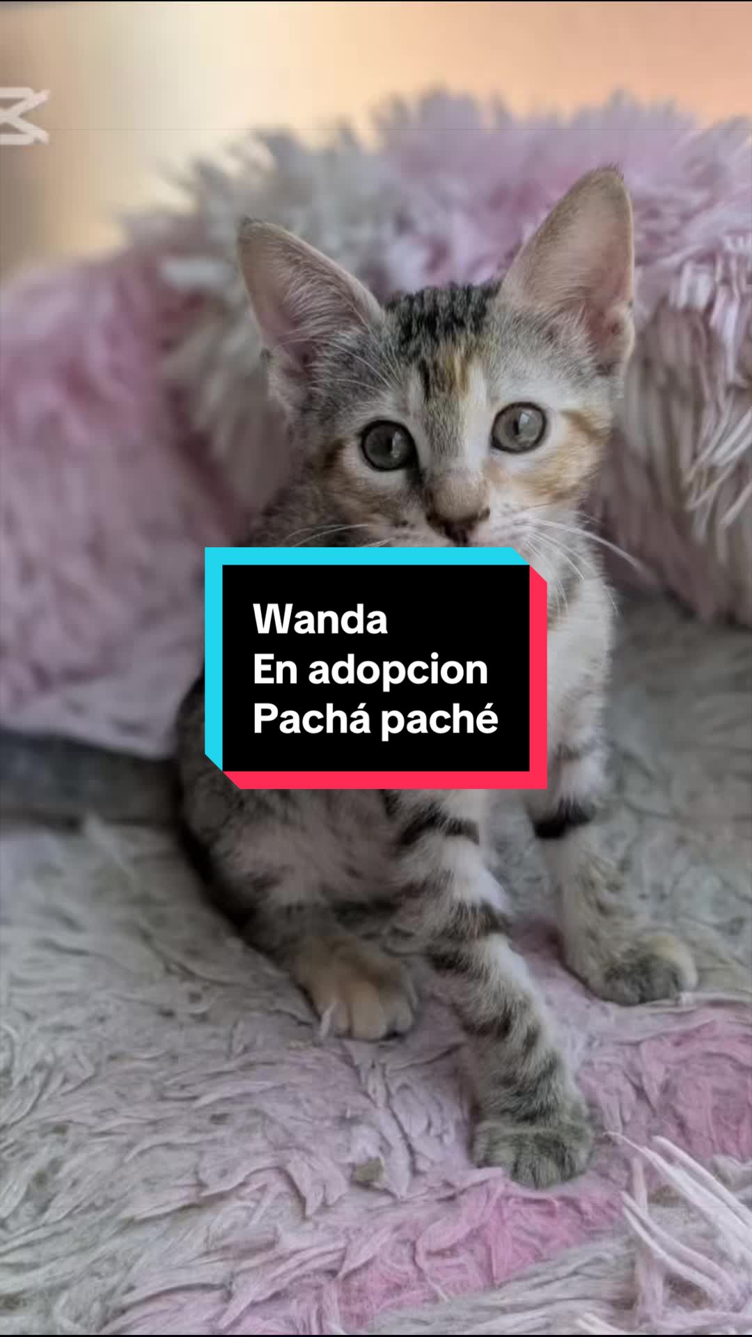 @enGatadas