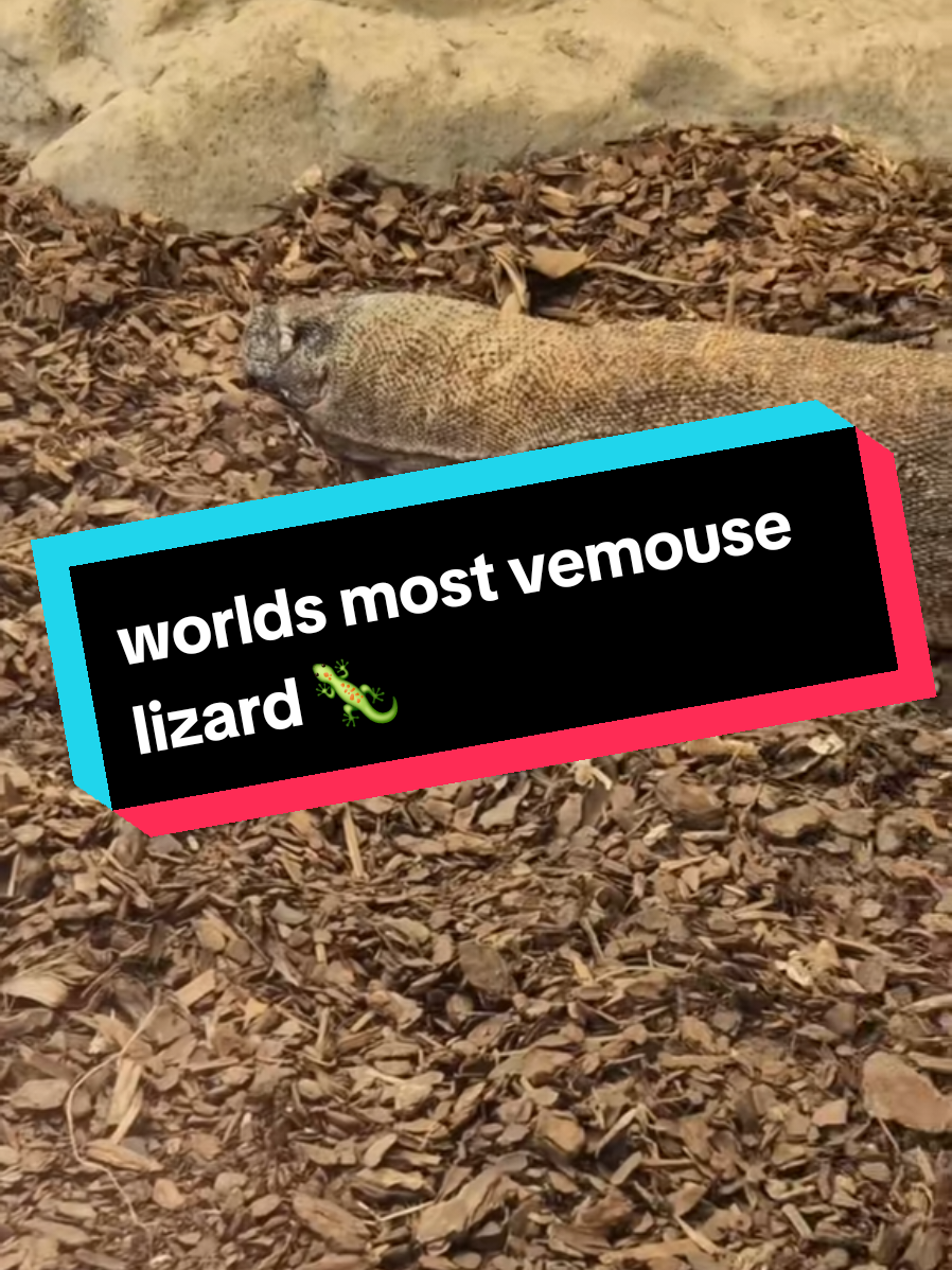 @Jp's Pet nation