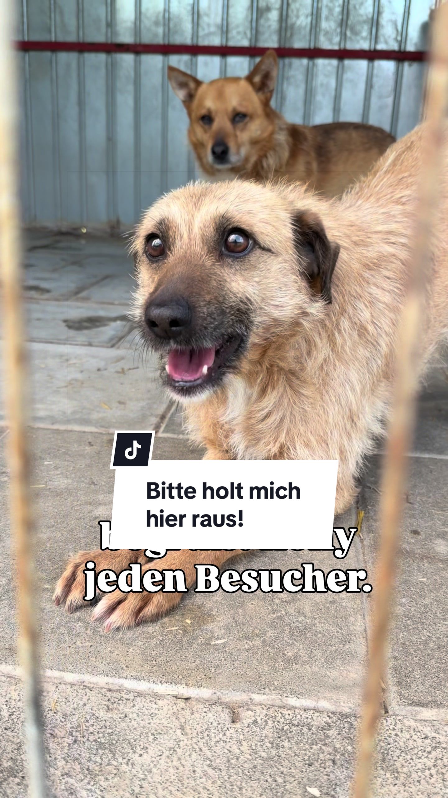 @Ein Herz für Streuner e.V.