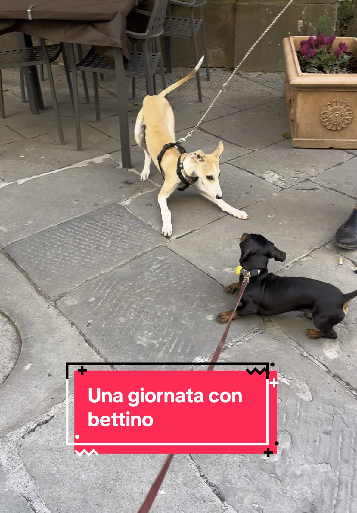 @Ippo_ettore_bettino BASSOTTI