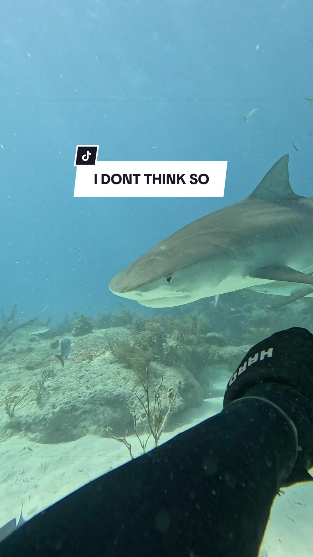 @SCUBA&ensp;DAN&ensp;🦈
