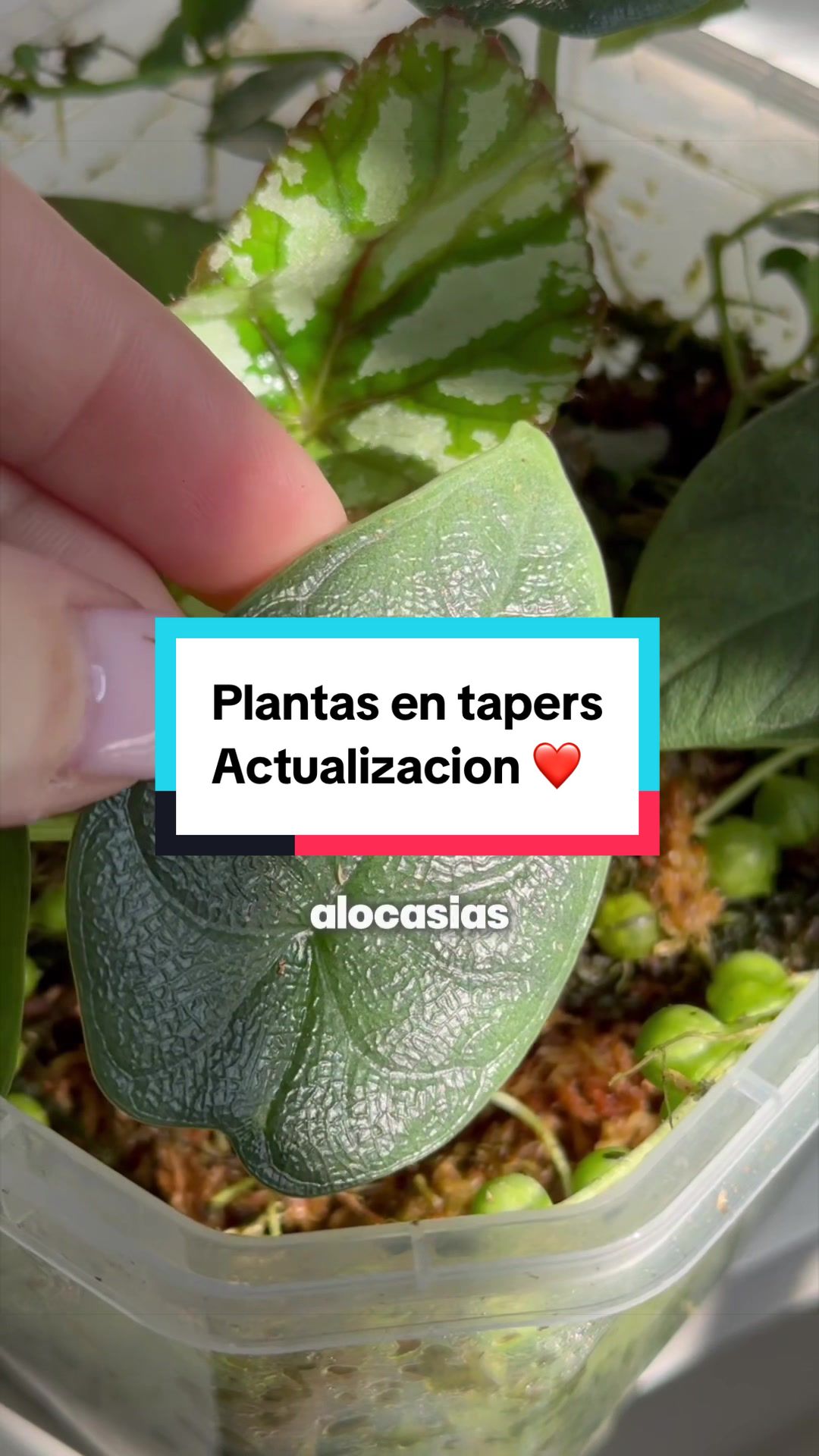 @🌱 En Abril Hojas Mil 🌱