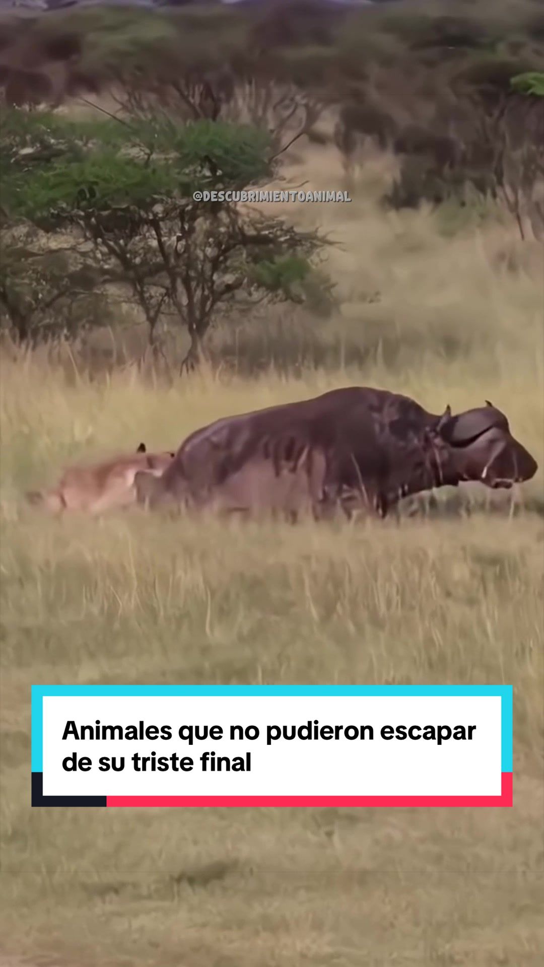 @Descubrimientoanimal