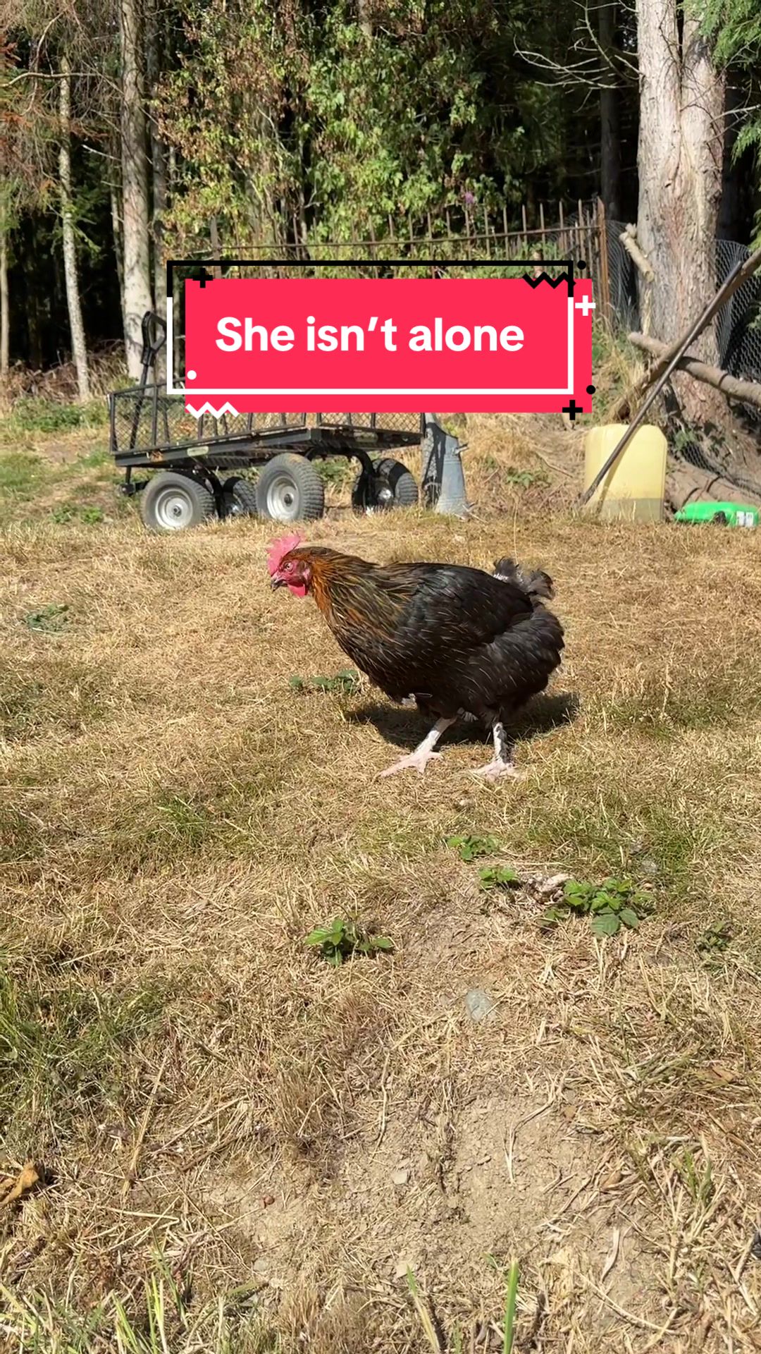 @Welsh Chicken Ranch