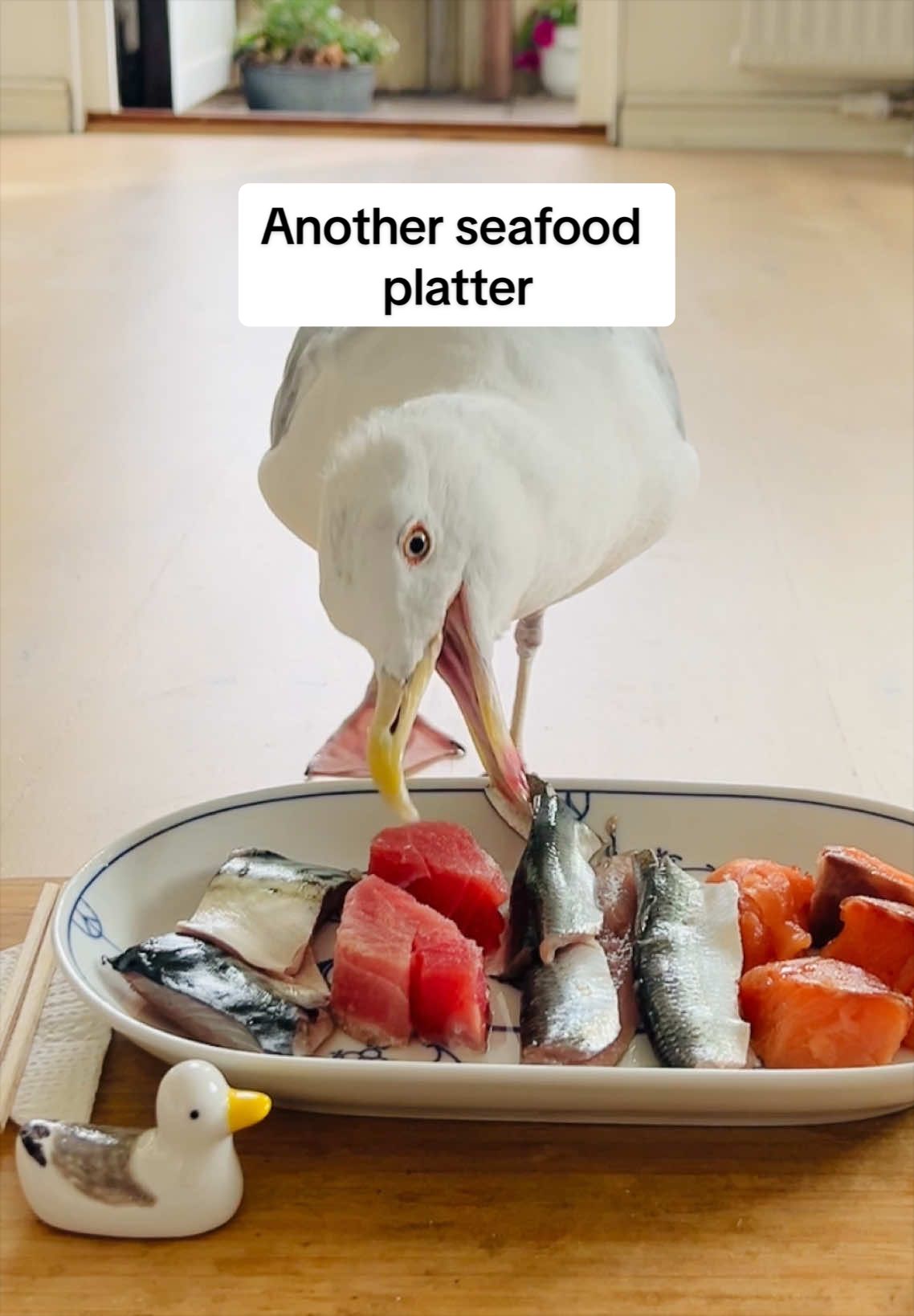 @Winston gull