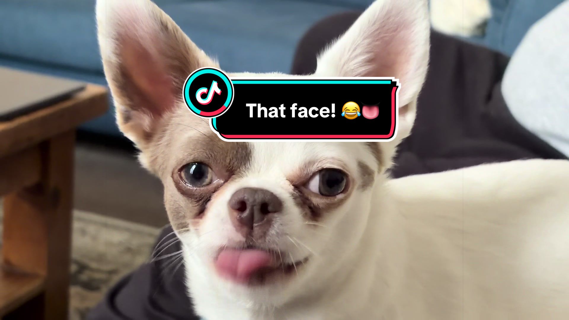 @My little Chi Chi