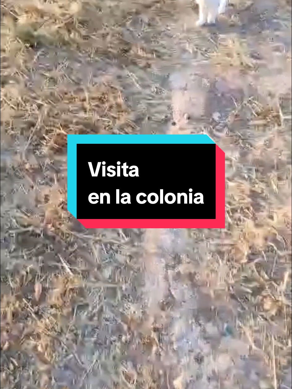 @enGatadas