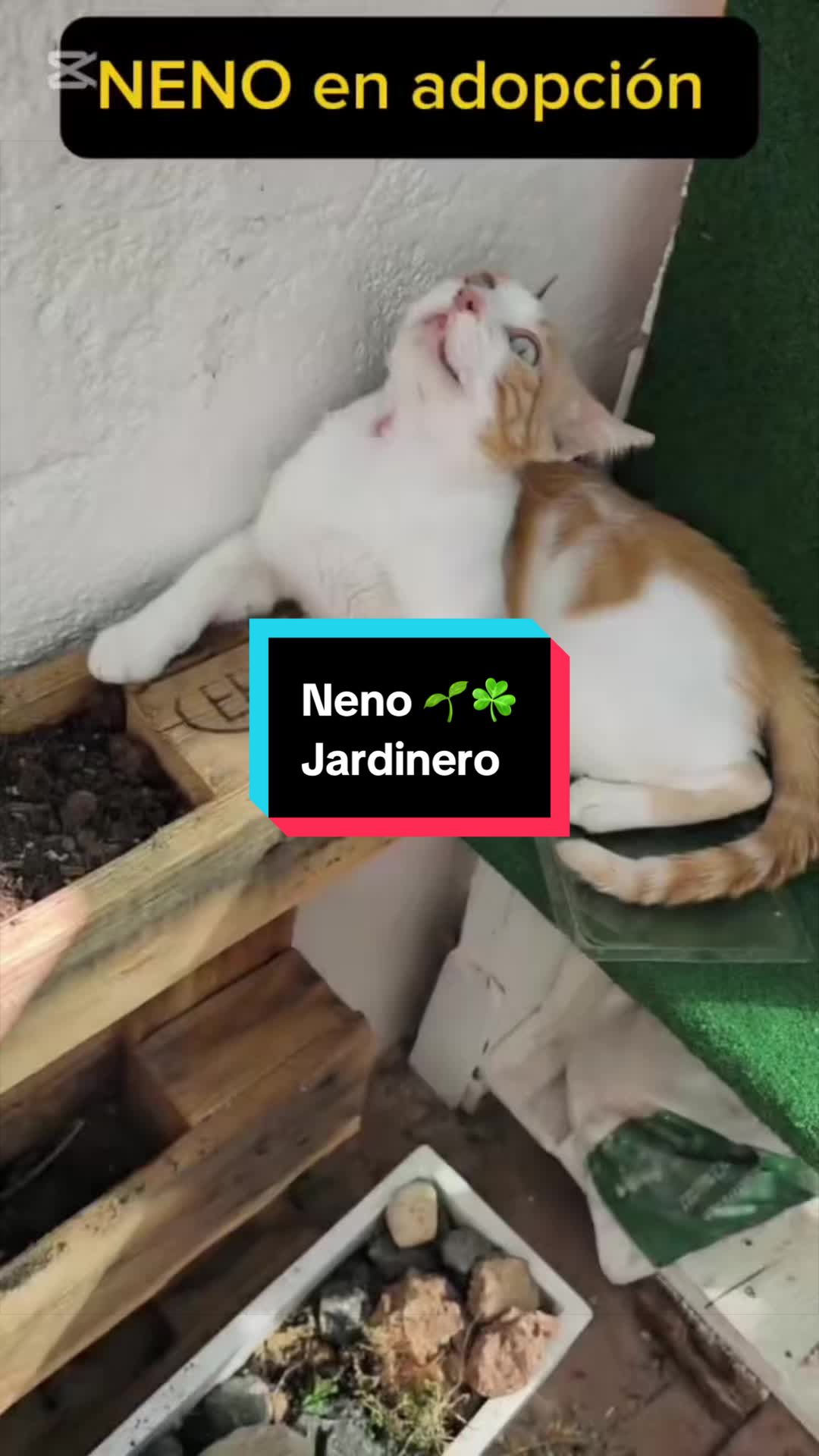 @enGatadas