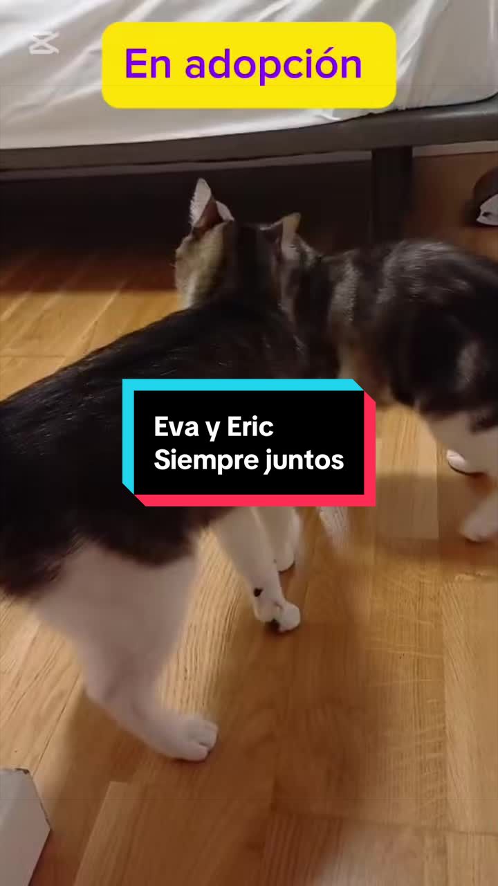 @enGatadas