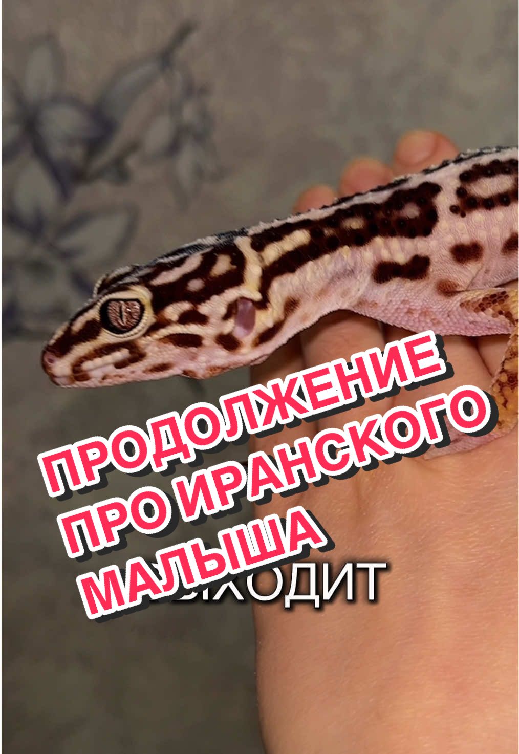 @🦎❤️Геля и питомцы❤️🦎