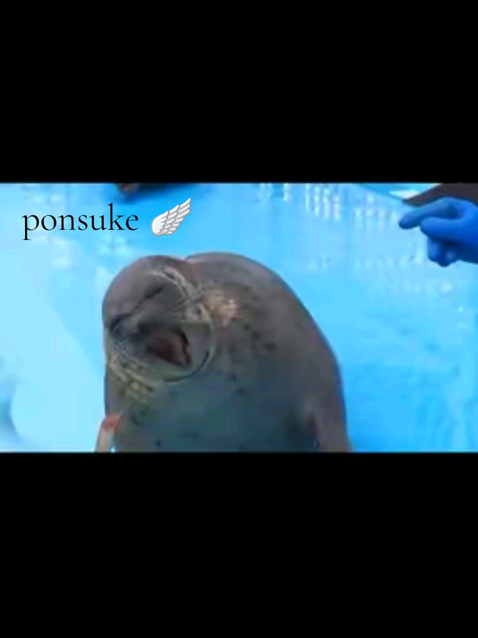 @🩷🎀 seal 🦭🩷
