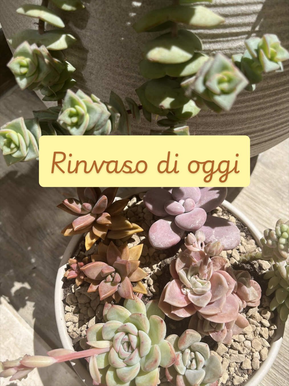 @piccole.spine.felici
