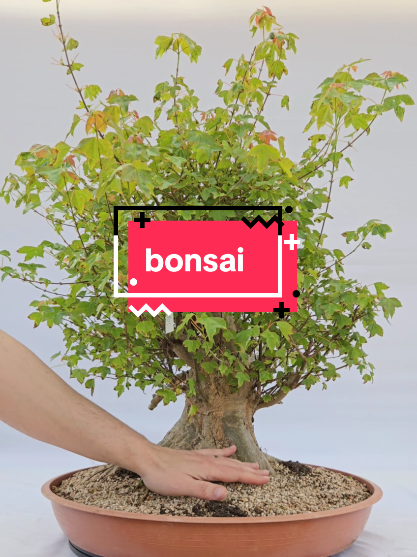 @BONS A.I.