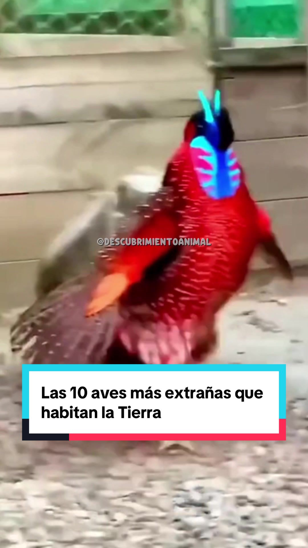 @Descubrimientoanimal