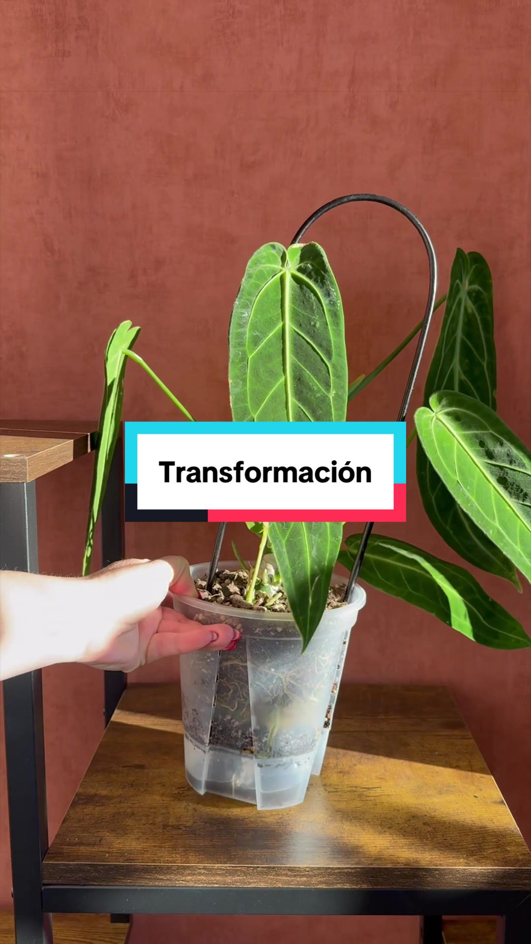 @🌱 En Abril Hojas Mil 🌱
