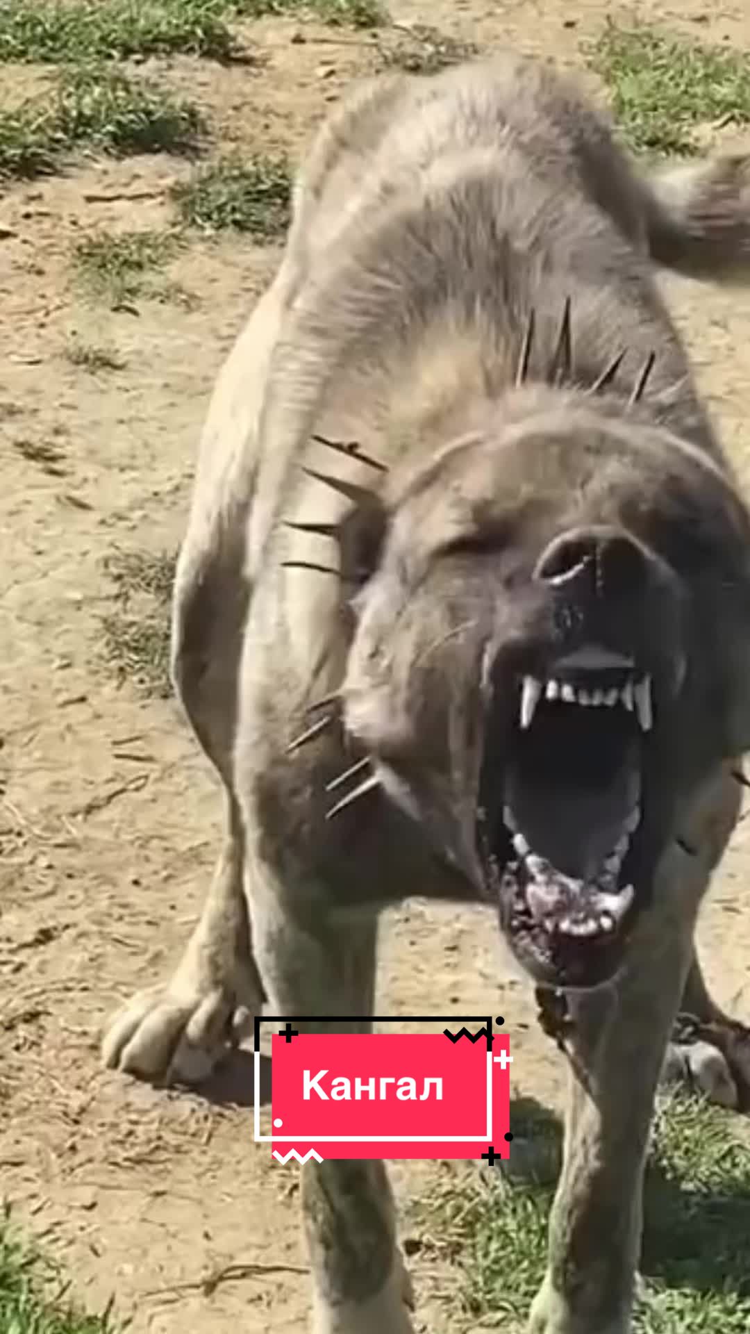 @Пушистики🐶
