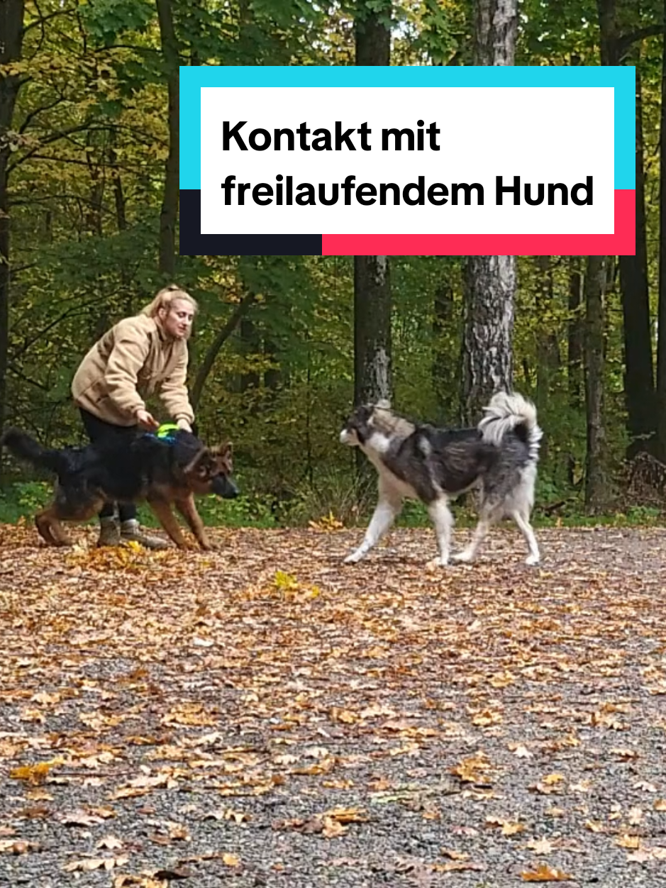 @Hundeschule Mit vier Pfoten