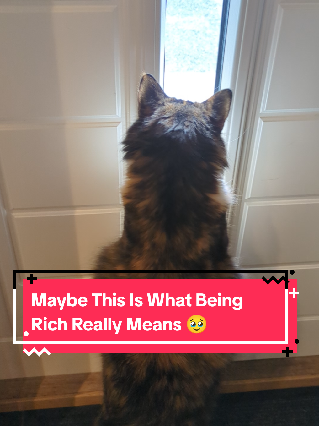 @The Cutest Cats Ever