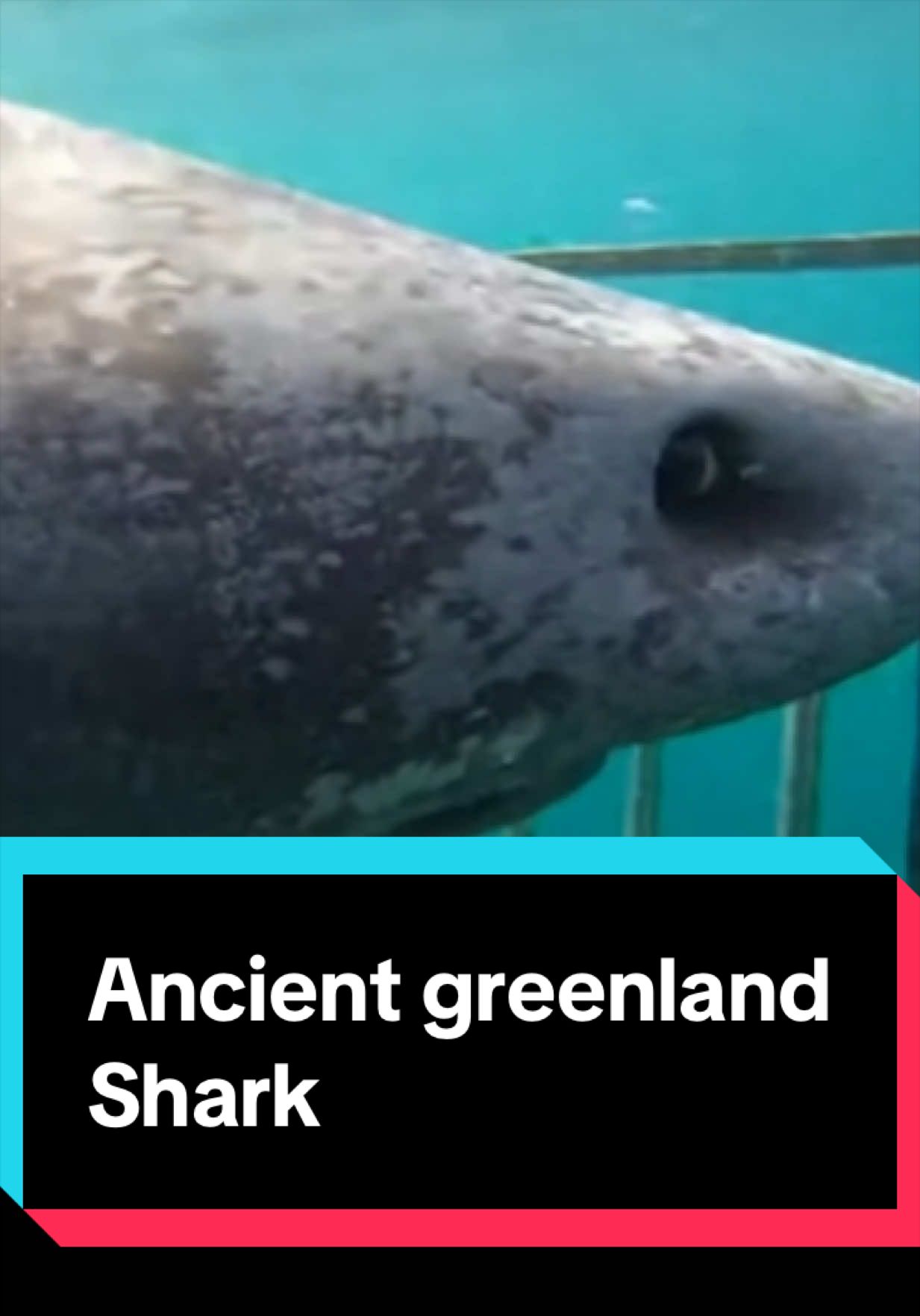 @The Shark Mommy