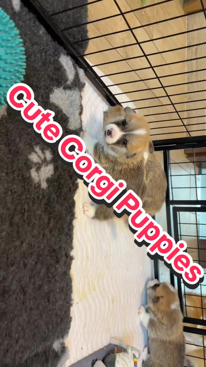 @BB fast dogs