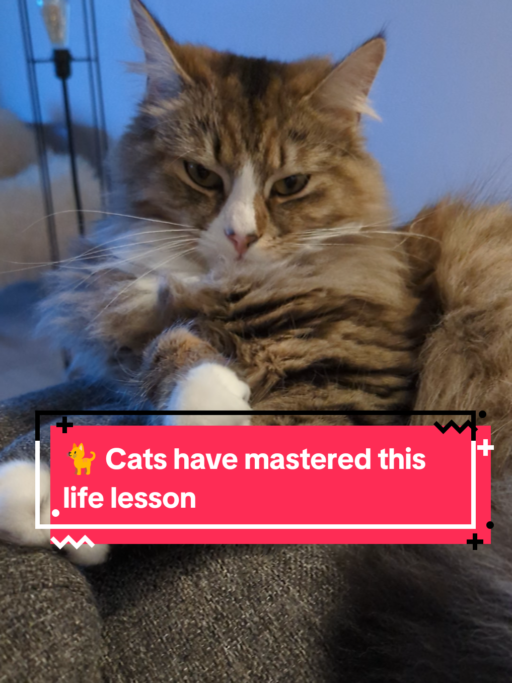 @The Cutest Cats Ever