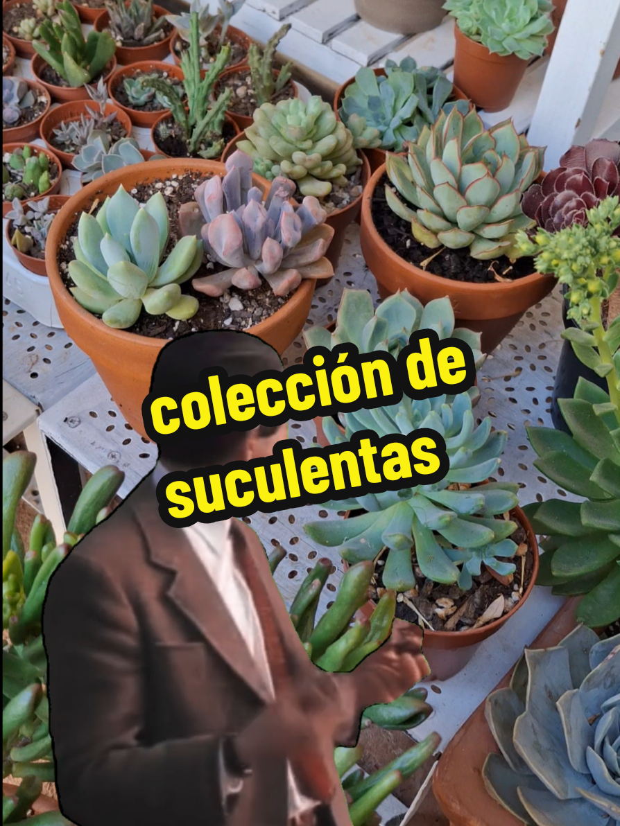 @Succulent_ninja