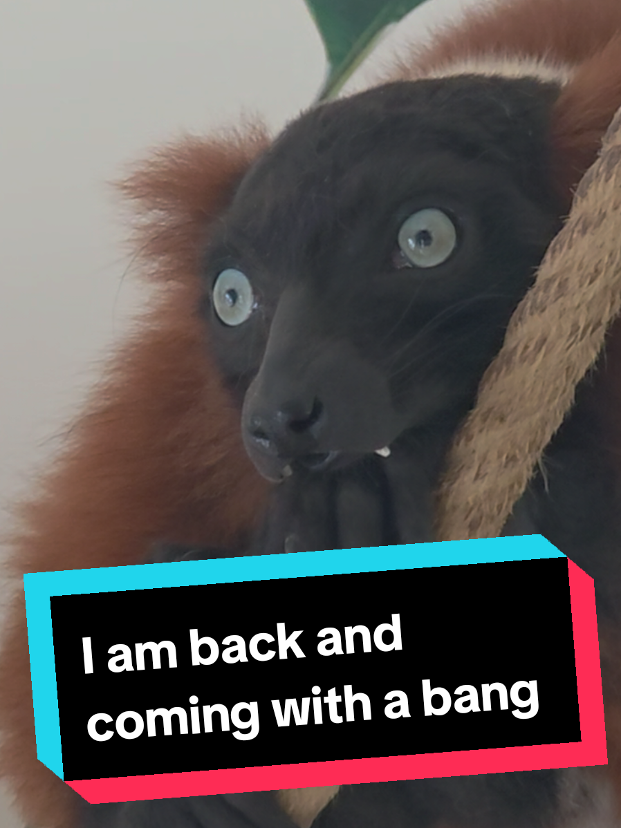@Jp's Pet nation