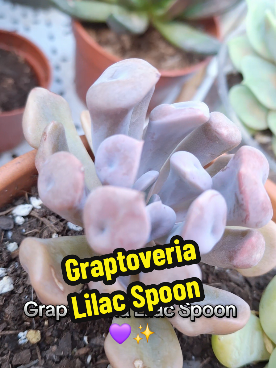 @Succulent_ninja