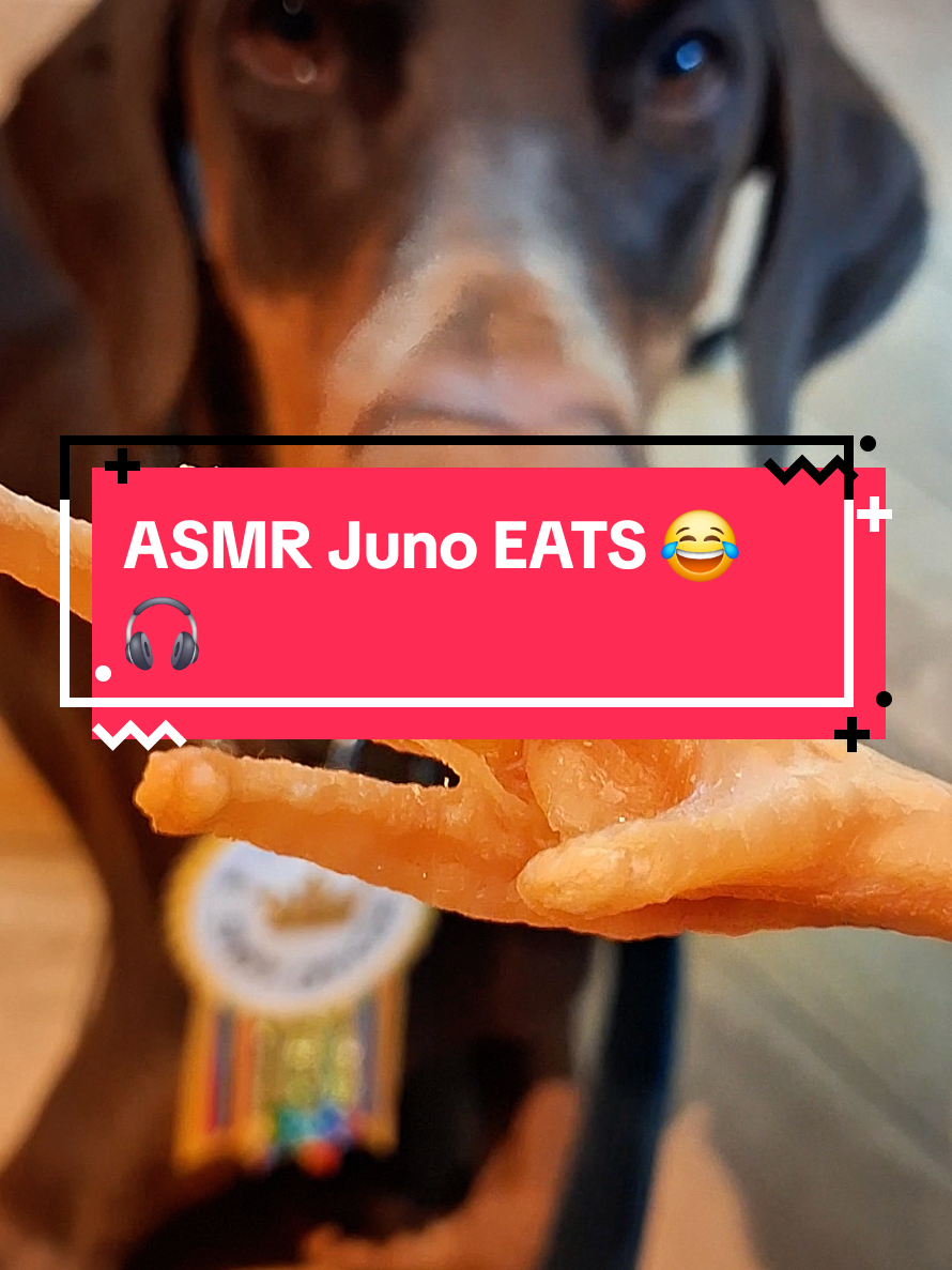 @Juno | The London Doberman