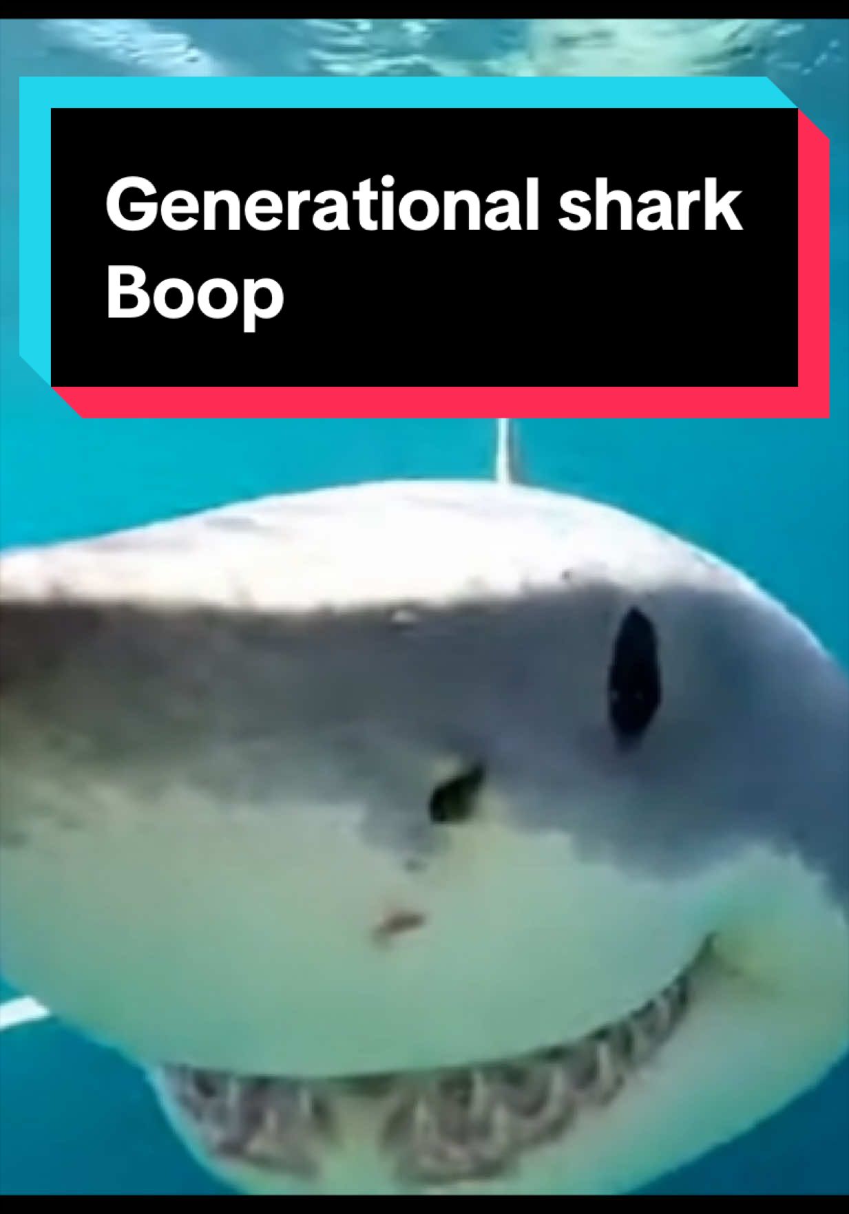 @The Shark Mommy