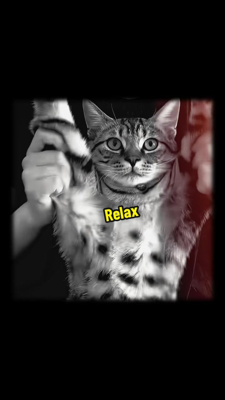 @DIY kitten