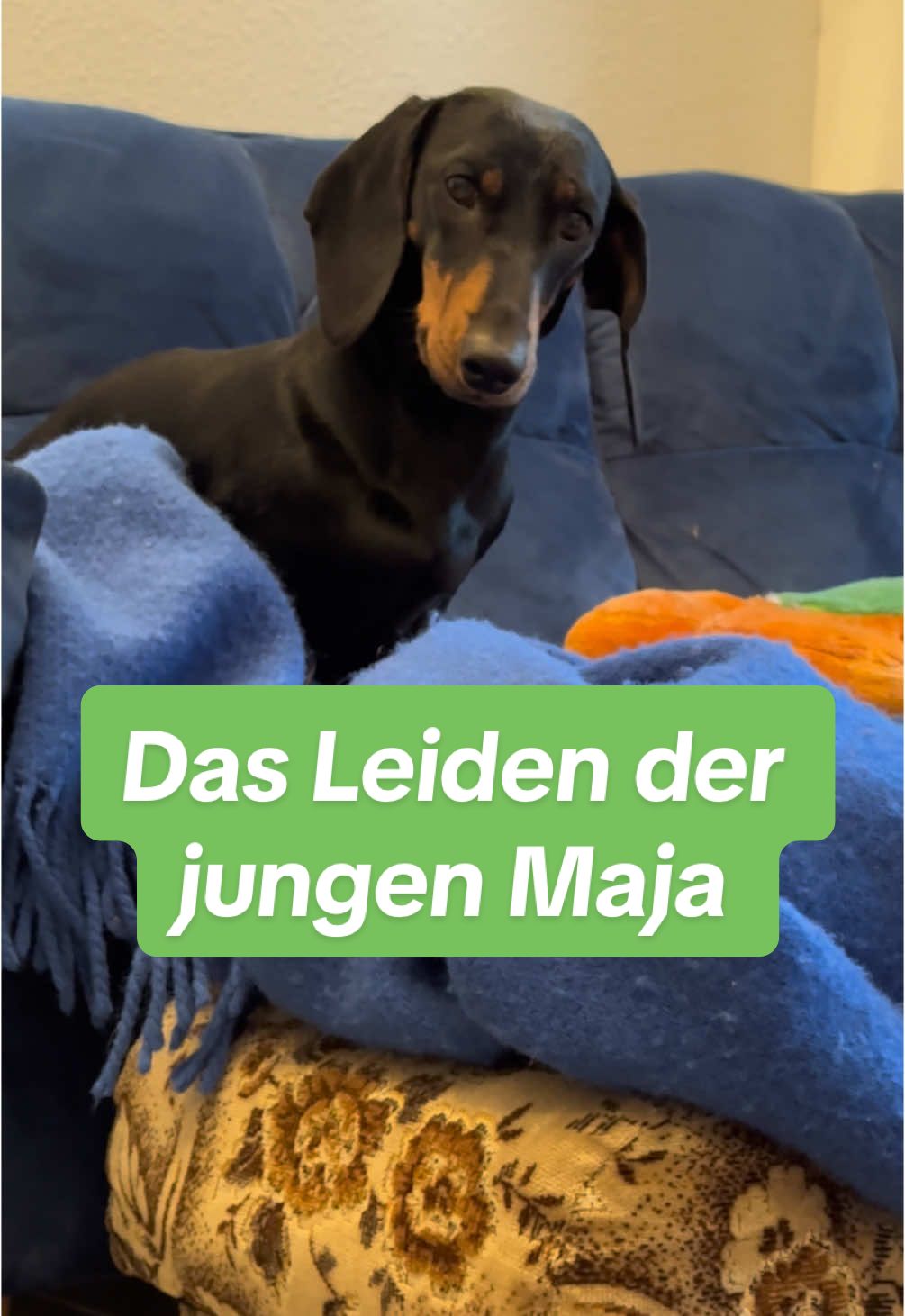 @SausagedogMaja