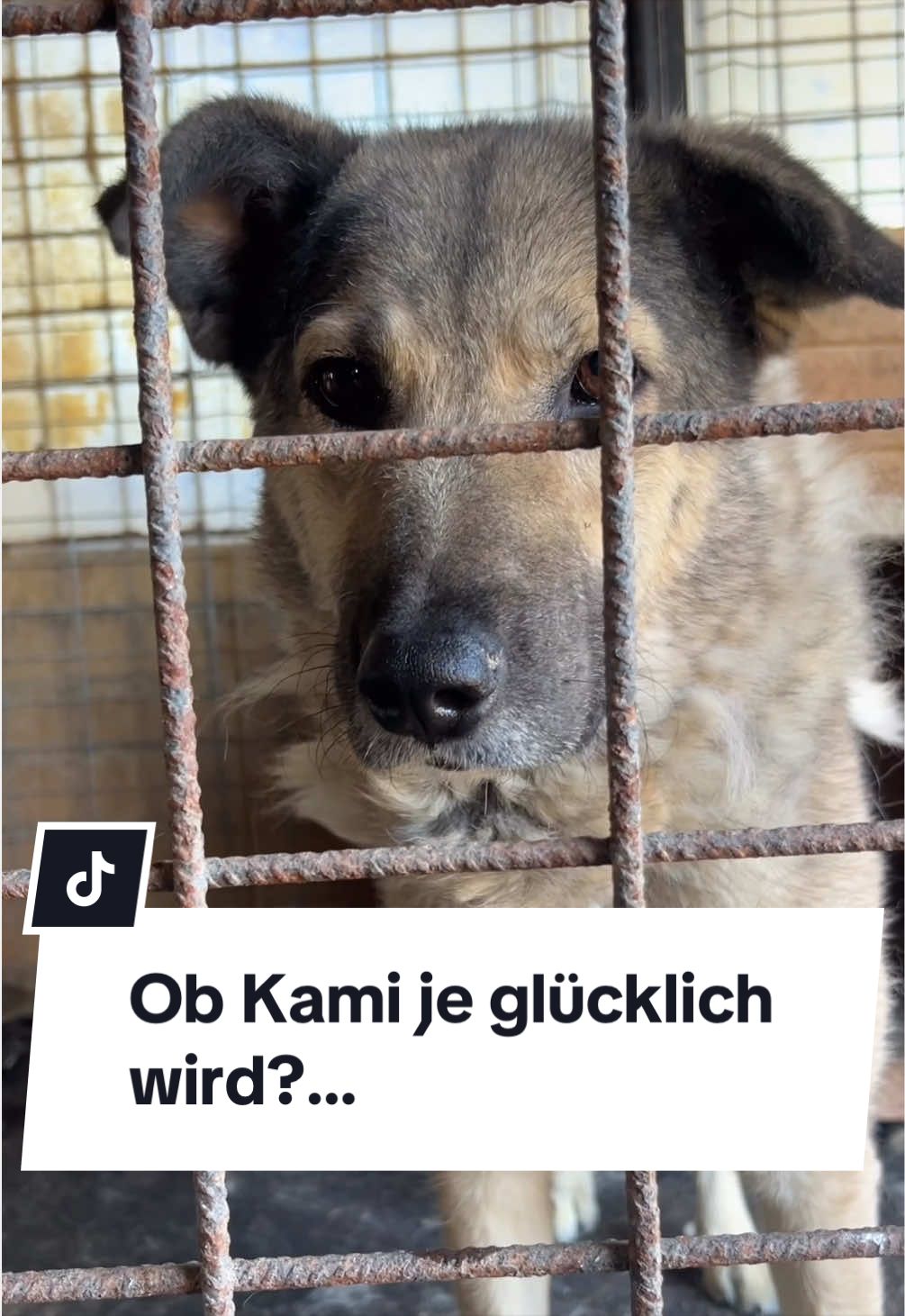 @Ein Herz für Streuner e.V.